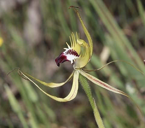 Upright Spider Orchid - Caladenia stricta  Australia,Caladenia stricta,Geotagged,Spring,Upright spider orchid