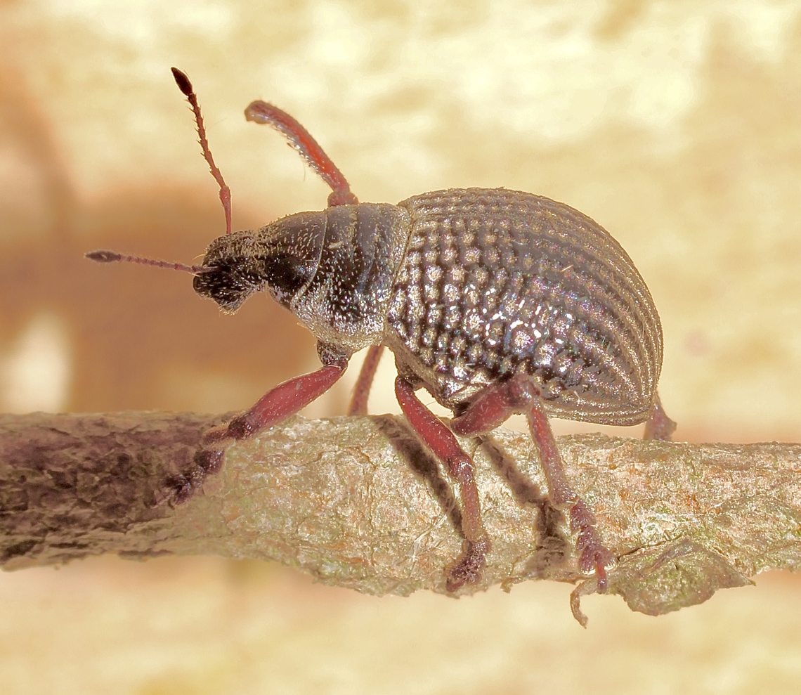 Catasarcus transversalis  Australia,Catasarcus transversalis,Geotagged,Spring