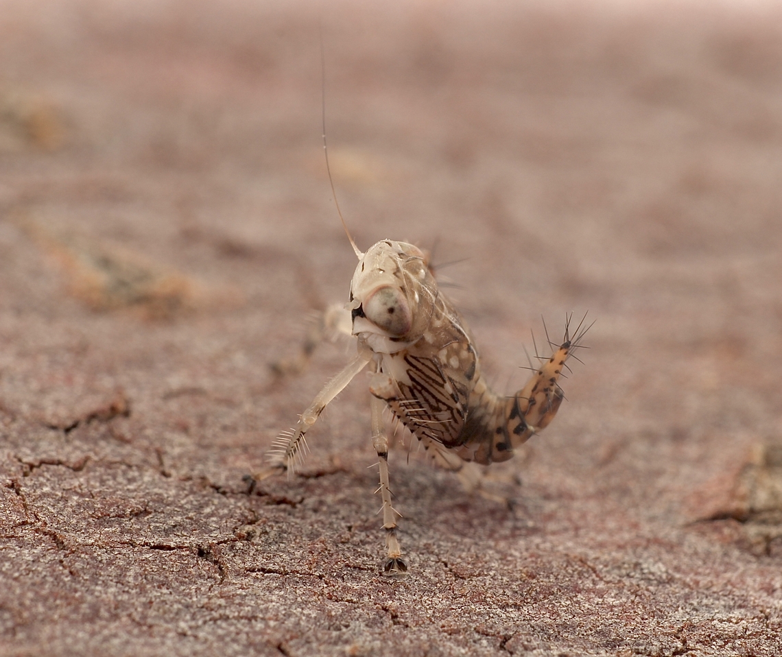 Yellow-headed Leafhopper - Brunotartessus fulvus Tiny little Yellow-headed Leafhopper nymph. Approximately 2 to 3 mm. I almost missed it. Australia,Brunotartessus fulvus,Geotagged,Spring,Yellow-headed Leafhopper
