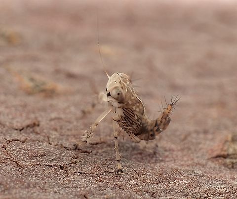 Yellow-headed Leafhopper - Brunotartessus fulvus Tiny little Yellow-headed Leafhopper nymph. Approximately 2 to 3 mm. I almost missed it. Australia,Brunotartessus fulvus,Geotagged,Spring,Yellow-headed Leafhopper