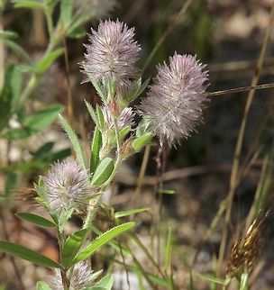 Rabbit-foot clover - Trifolium arvense  Australia,Geotagged,Rabbit-foot clover,Spring,Trifolium arvense