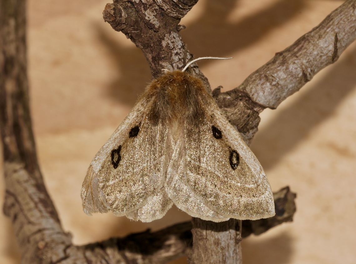 Eyespot Anthelid Moth - Anthela ocellata  Anthela ocellata,Australia,Eyespot Anthelid,Geotagged,Spring