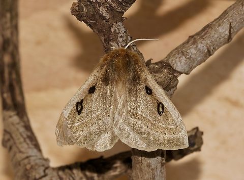 Eyespot Anthelid Moth - Anthela ocellata  Anthela ocellata,Australia,Eyespot Anthelid,Geotagged,Spring