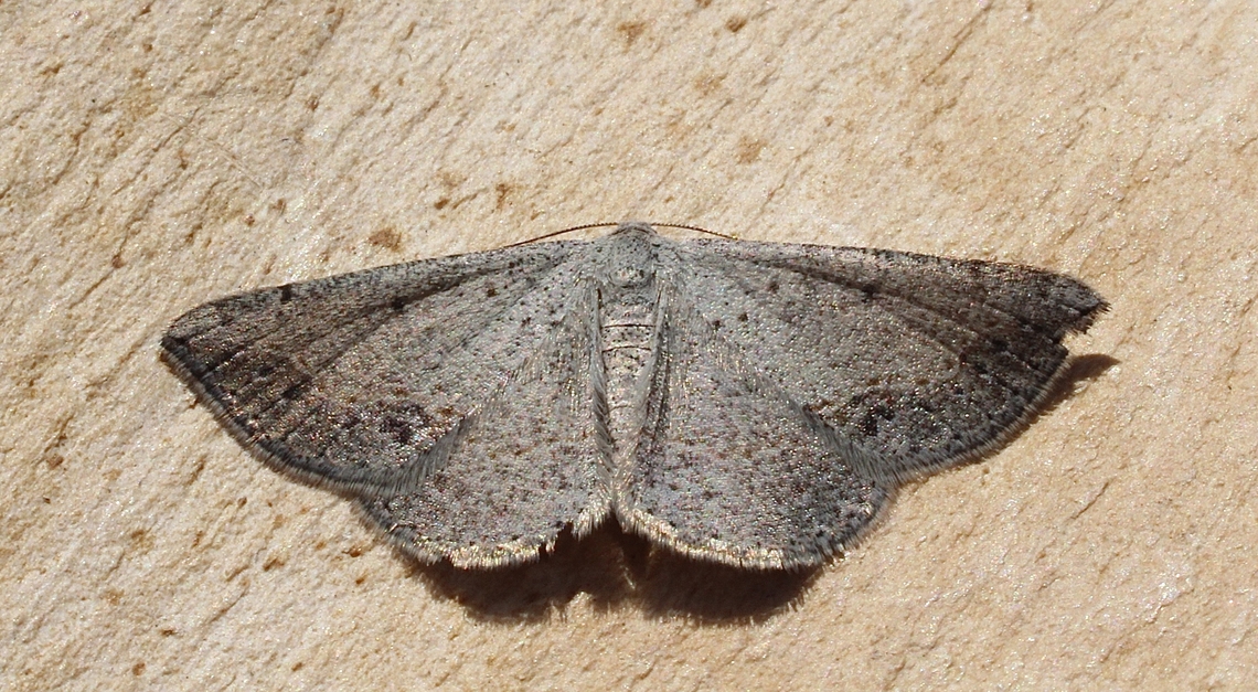 Grey Taxeotis - Taxeotis intextata  Australia,Geotagged,Spring,Taxeotis intextata