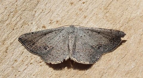 Grey Taxeotis - Taxeotis intextata  Australia,Geotagged,Spring,Taxeotis intextata