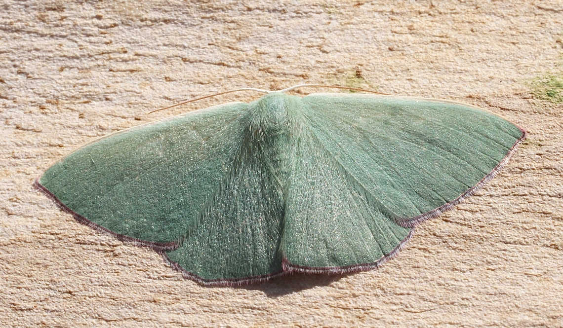 Common Gum Emerald - Prasinocyma semicrocea Attracted to UV light. Australia,Common Gum Emerald,Geotagged,Prasinocyma semicrocea,Spring