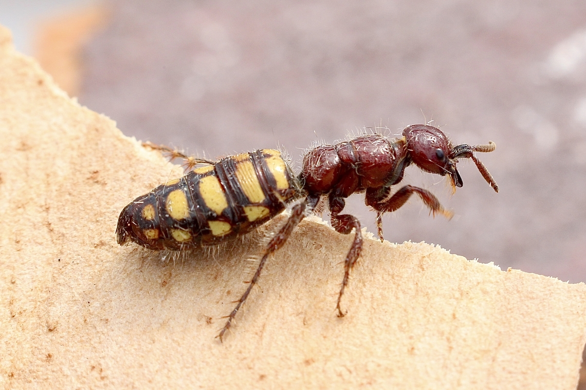 Species of flower wasp ,Genus - Catocheilus Possibly Catocheilus crinitus. The female of this species is wingless. Observed this one sitting on a fence post,mostlikely waiting for a male to pick her up , which she relies on for mating and to get to flowers for feeding. Australia,Geotagged,Spring