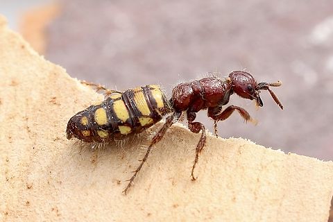 Species of flower wasp ,Genus - Catocheilus Possibly Catocheilus crinitus. The female of this species is wingless. Observed this one sitting on a fence post,mostlikely waiting for a male to pick her up , which she relies on for mating and to get to flowers for feeding. Australia,Geotagged,Spring