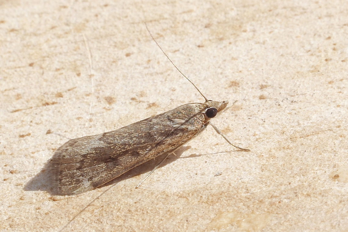 Cotton Web Spinner - Achyra affinitalis Attracted to UV light  Achyra affinitalis,Cotton Web Spinner
