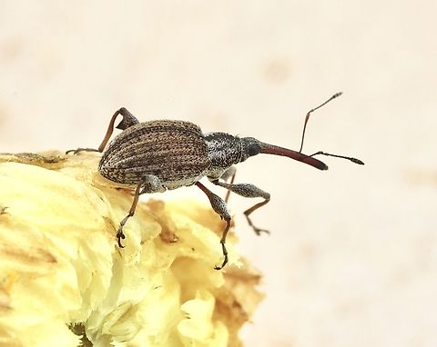 Meriphus lateroalbus Observed on everlasting daisy flower. Australia,Geotagged,Meriphus lateroalbus,Spring