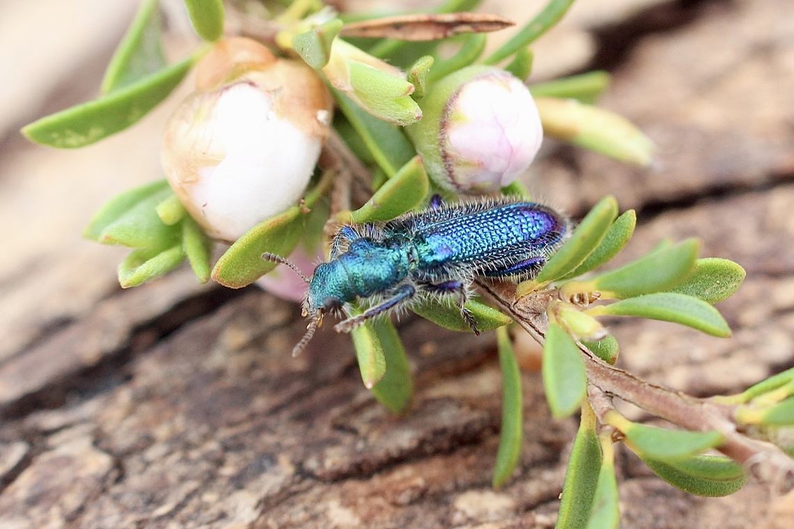 Phlogistus instabilis  Australia,Geotagged,Phlogistus instabilis,Spring