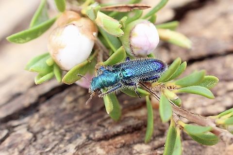 Phlogistus instabilis