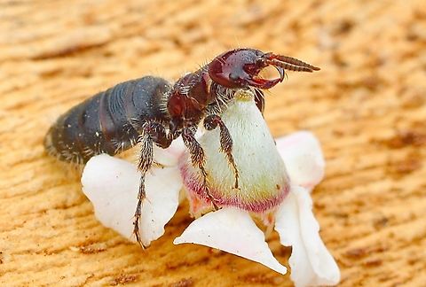 Rhagigaster lyelli Female, wingless. Found male and female on tea tree flowers.The female would not let go of a tea tree flowers. Australia,Geotagged,Rhagigaster lyelli,Spring