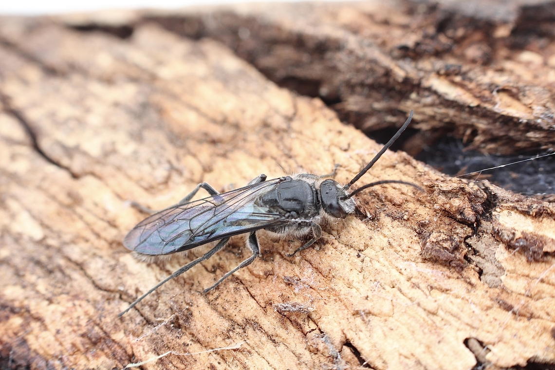 Rhagigaster lyelli Male. Australia,Cox Scrub,Eamw wasps,Geotagged,Rhagigaster lyelli,Spring