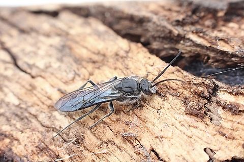 Rhagigaster lyelli Male. Australia,Cox Scrub,Eamw wasps,Geotagged,Rhagigaster lyelli,Spring