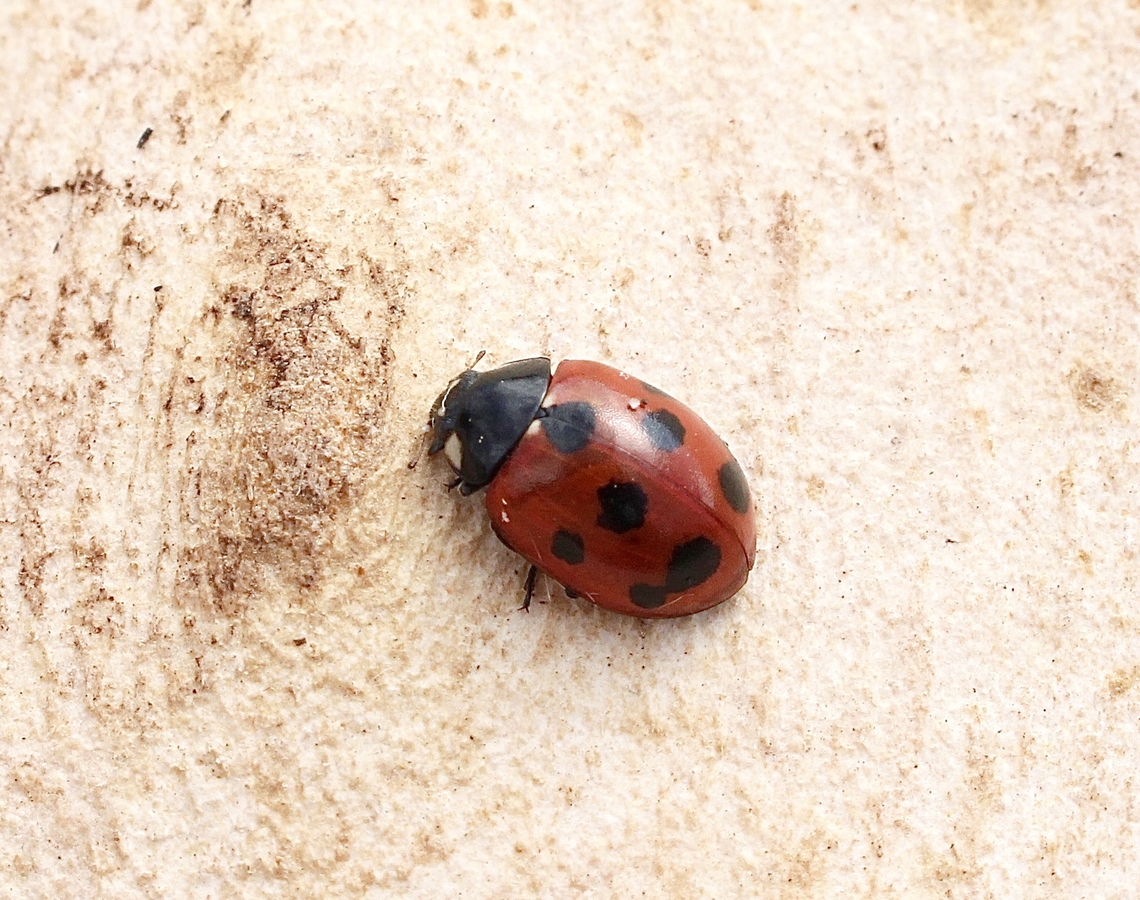 Eleven - spot Ladybird  Coccinella undecimpunctata  Coccinella undecimpunctata,Eleven-spot Ladybird,Introduced species