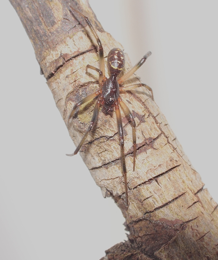 Steatoda capensis Introduced to Australia  Fall,Geotagged,Steatoda capensis