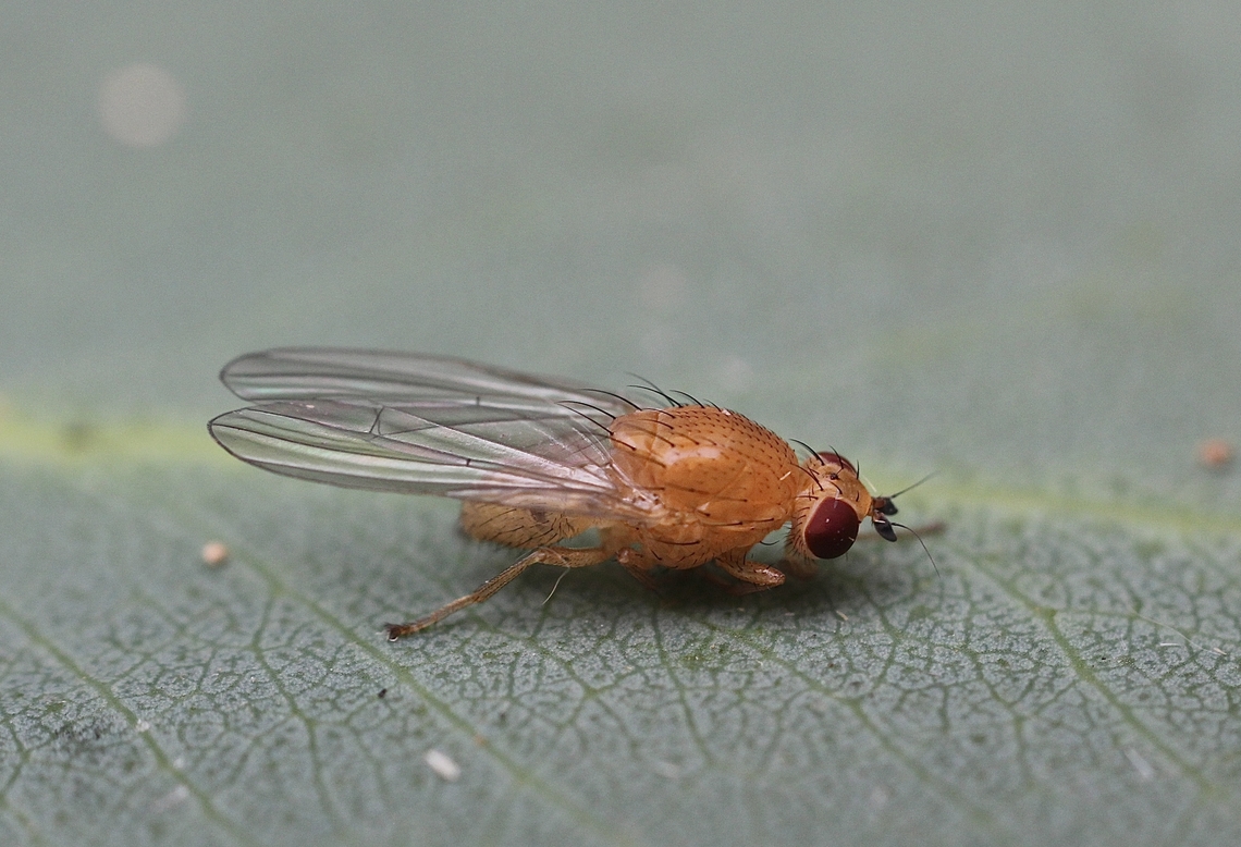Unidentified Lauxaniid Fly.  Australia,Geotagged,Spring