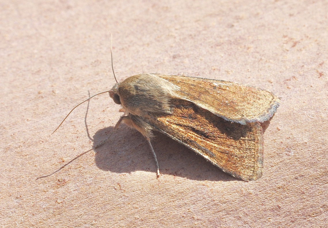 Australian Fruitworm - Helicoverpa punctigera Attracted to UV light. Australia,Australian Fruitworm,Geotagged,Helicoverpa punctigera,Spring