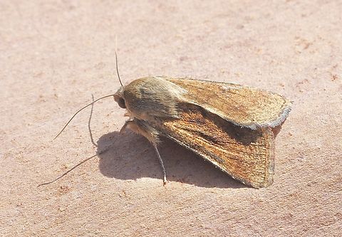 Australian Fruitworm - Helicoverpa punctigera Attracted to UV light. Australia,Eamw moth,Encounter Bay SA,Fruitworm,Geotagged,Helicoverpa punctigera,Spring,UVL