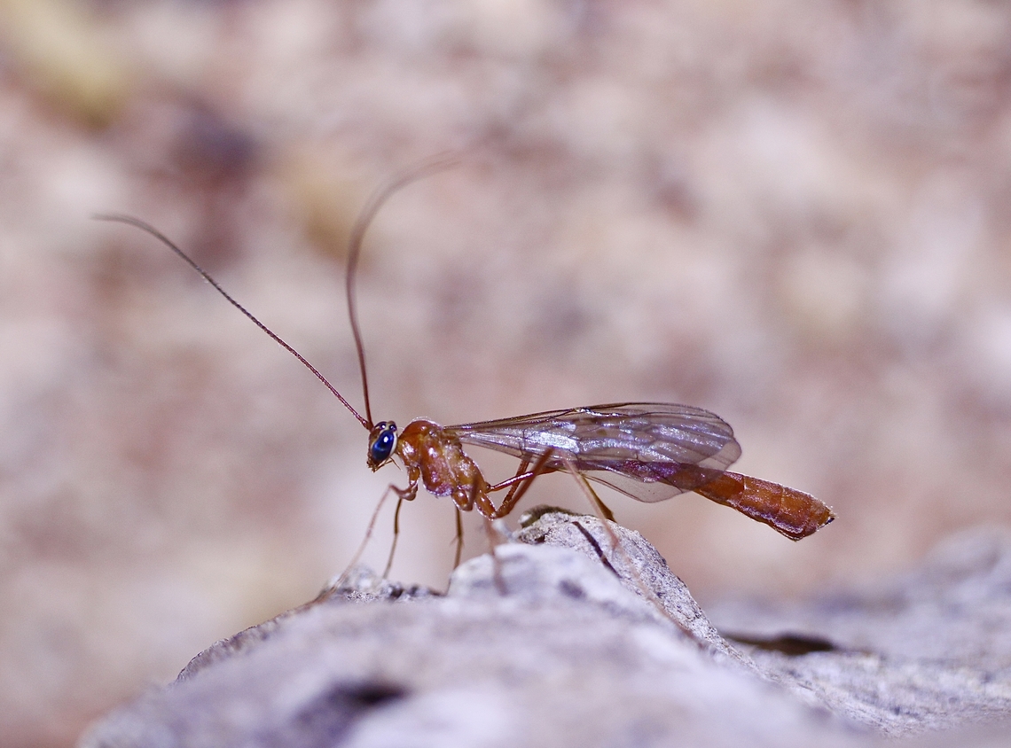 Genus Netelia I tried to I&rsquo;d this one but there are several similar looking ones ,also there are comments that it can only be done under a microscope. Australia,Eamw wasps,Encounter Bay SA,Geotagged,Spring,UVL