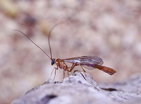 Genus Netelia I tried to I’d this one but there are several similar looking ones ,also there are comments that it can only be done under a microscope. Australia,Eamw wasps,Encounter Bay SA,Geotagged,Spring,UVL