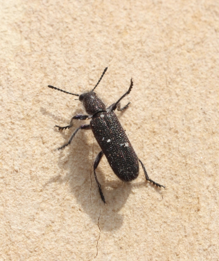 Genus - Eleale Observed feeding on tea tree flowers. Australia,Cox Scrub,Eamw beetles,Geotagged,Spring