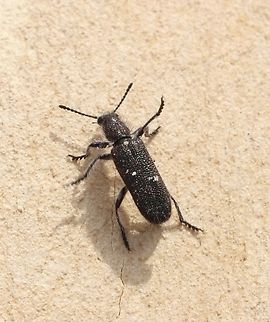 Genus - Eleale Observed feeding on tea tree flowers. Australia,Cox Scrub,Eamw beetles,Geotagged,Spring