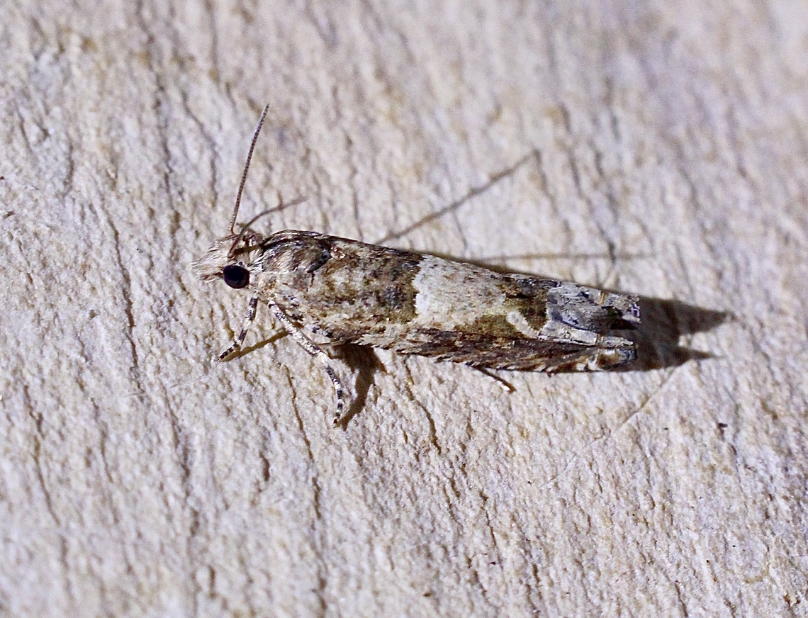 Cotton Tipworm Moth - Crocidosema plebejana Attracted to UV light. Australia,Cotton Tipworm,Crocidosema plebejana,Eamw moth,Encounter Bay SA,Geotagged,Spring,UVL