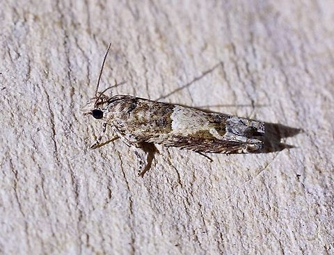 Cotton Tipworm Moth - Crocidosema plebejana Attracted to UV light. Australia,Cotton Tipworm,Crocidosema plebejana,Eamw moth,Encounter Bay SA,Geotagged,Spring,UVL