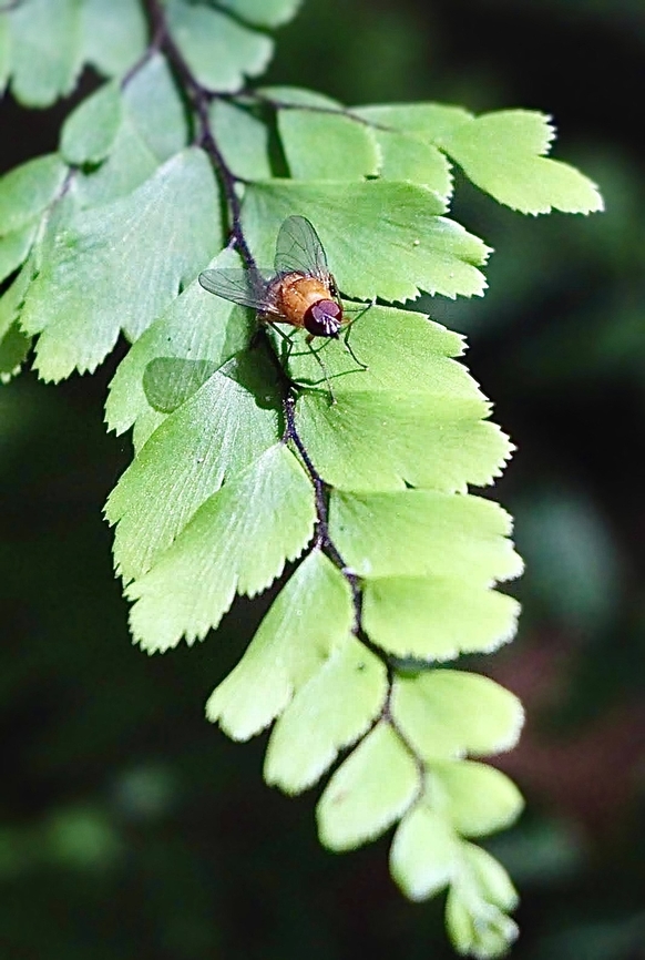 Fly  in Genus Dichaetomyia Resting on maidenhair fern. Australia,Fall,Geotagged,Illaroo NSW,eamw flies
