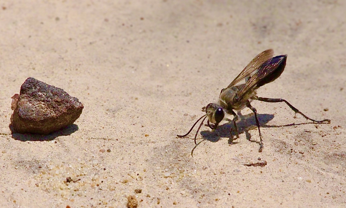 Sphex argentatus Solitary digger wasp - Sphex argentatus Australia,Fall,Geotagged,Sphex argentatus,Spring