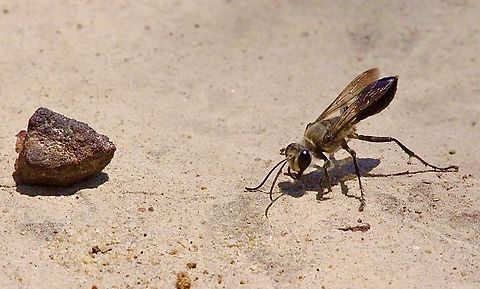 Sphex argentatus Solitary digger wasp - Sphex argentatus Australia,Eamw wasps,East Kurrajong NSW,Fall,Geotagged,Sphex argentatus,Spring