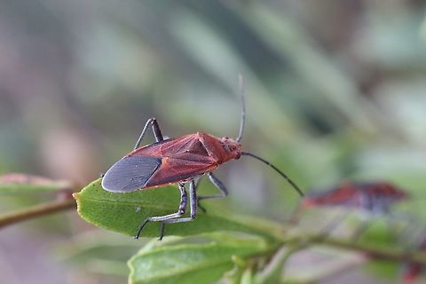 Soapberry bug - Leptocoris tagalicus  Australia,Eamw bugs,Geotagged,Leptocoris tagalicus,Spring,Willunga SA