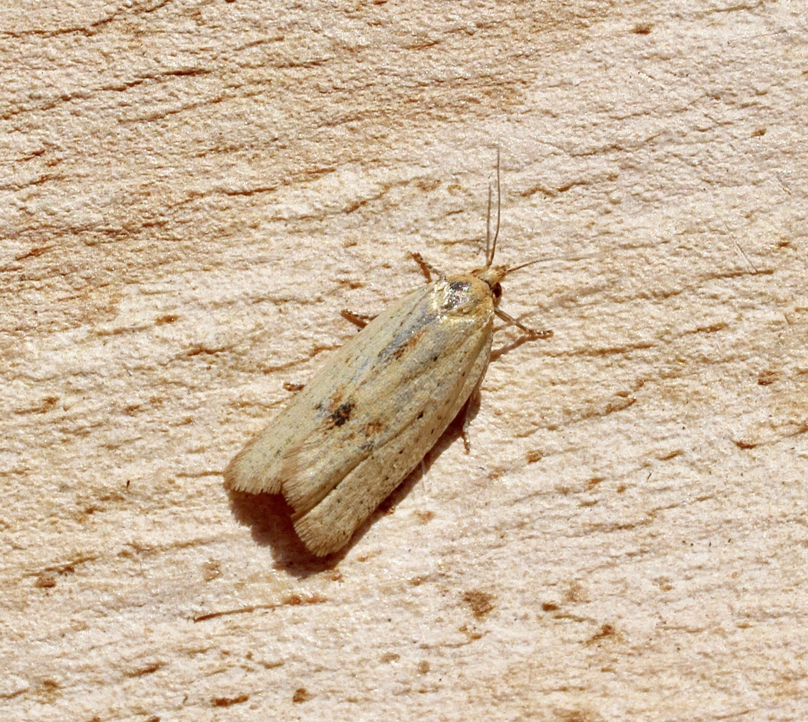 Lucerne Leafroller moth - Clepsis divulsana Attracted to UV light  Australia,Clepsis divulsana,Eamw moth,Encounter Bay SA,Lucerne Leafroller Moth,Spring,UVL