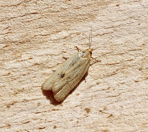 Lucerne Leafroller moth - Clepsis divulsana Attracted to UV light  Australia,Clepsis divulsana,Eamw moth,Encounter Bay SA,Lucerne Leafroller Moth,Spring,UVL