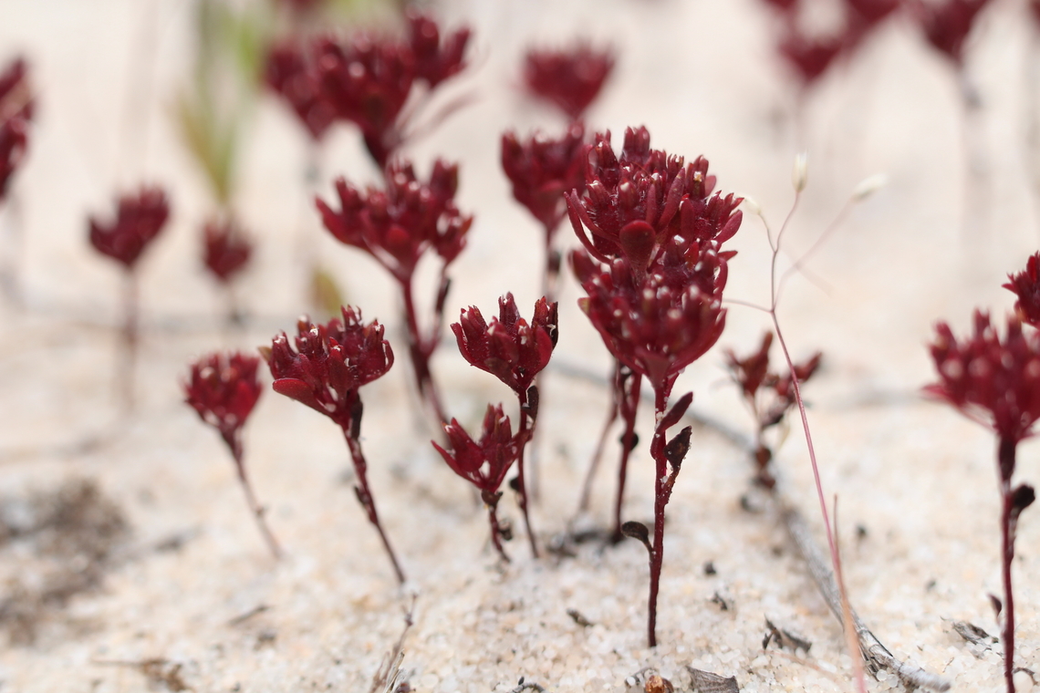 Tiny Stylewort - Levenhookia pusilla  Australia,Cox Scrub,Eamw flora,Geotagged,Levenhookia pusilla,Spring,Tiny Stylewort