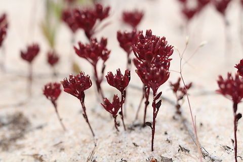 Tiny Stylewort - Levenhookia pusilla  Australia,Cox Scrub,Eamw flora,Geotagged,Levenhookia pusilla,Spring,Tiny Stylewort