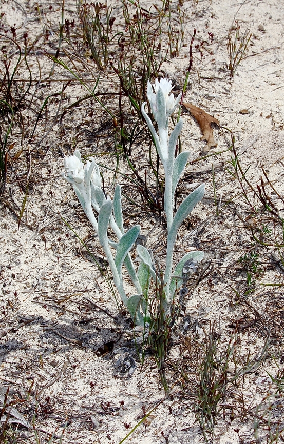 Woolly Everlasting - Argentipallium blandowskianum Just starting to flower. Argentipallium blandowskianum,Australia,Cox Scrub,Eamw flora,Spring,Woolly Everlasting