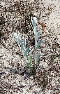 Woolly Everlasting - Argentipallium blandowskianum Just starting to flower. Argentipallium blandowskianum,Australia,Cox Scrub,Eamw flora,Spring,Woolly Everlasting