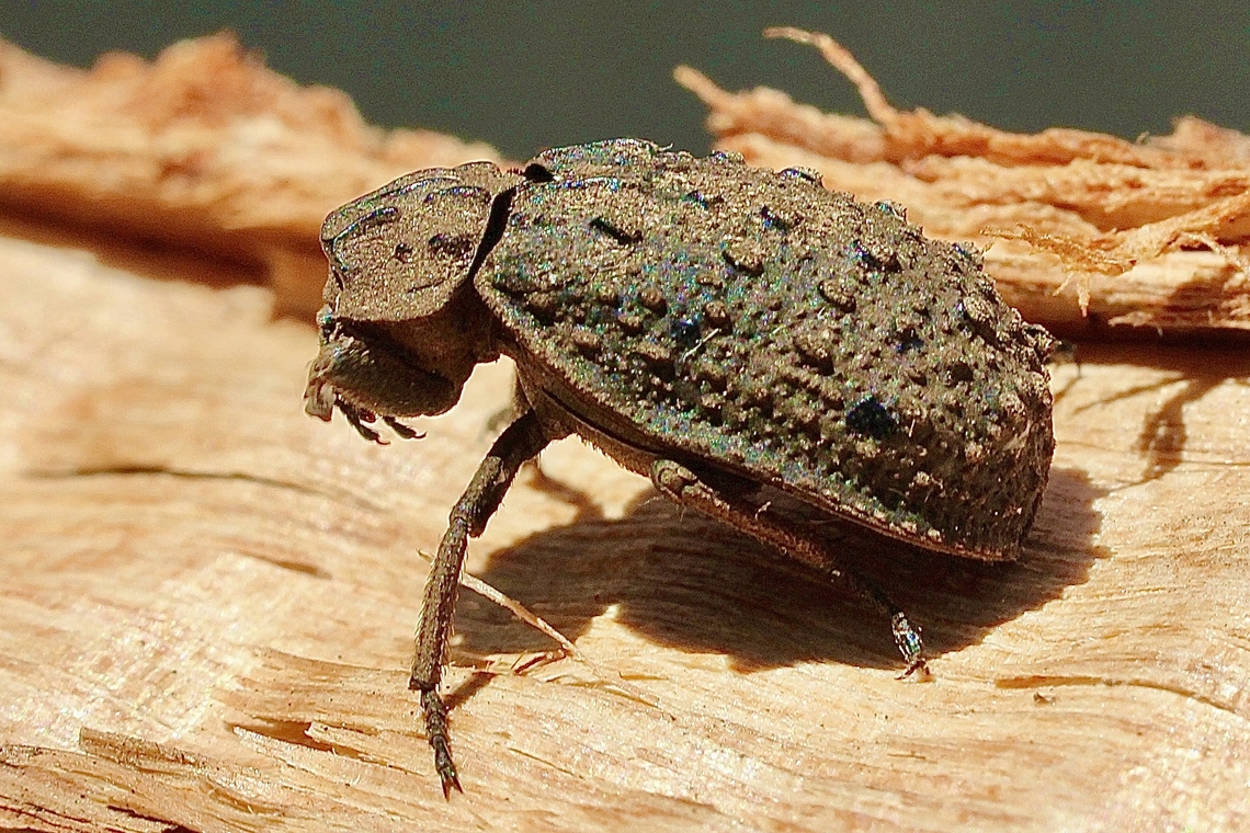 Hide Beetle - Omorgus suberosus Attracted to UV light. Australia,Eamw beetles,Encounter Bay SA,Geotagged,Omorgus suberosus,Spring