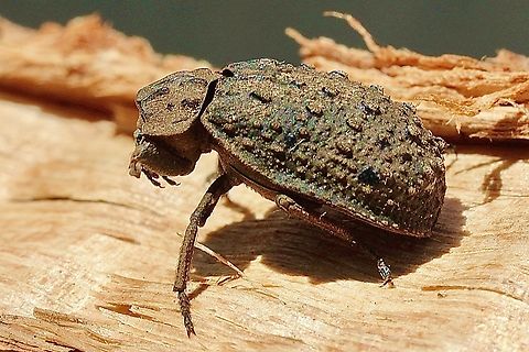 Hide Beetle - Omorgus suberosus Attracted to UV light. Australia,Eamw beetles,Encounter Bay SA,Geotagged,Omorgus suberosus,Spring