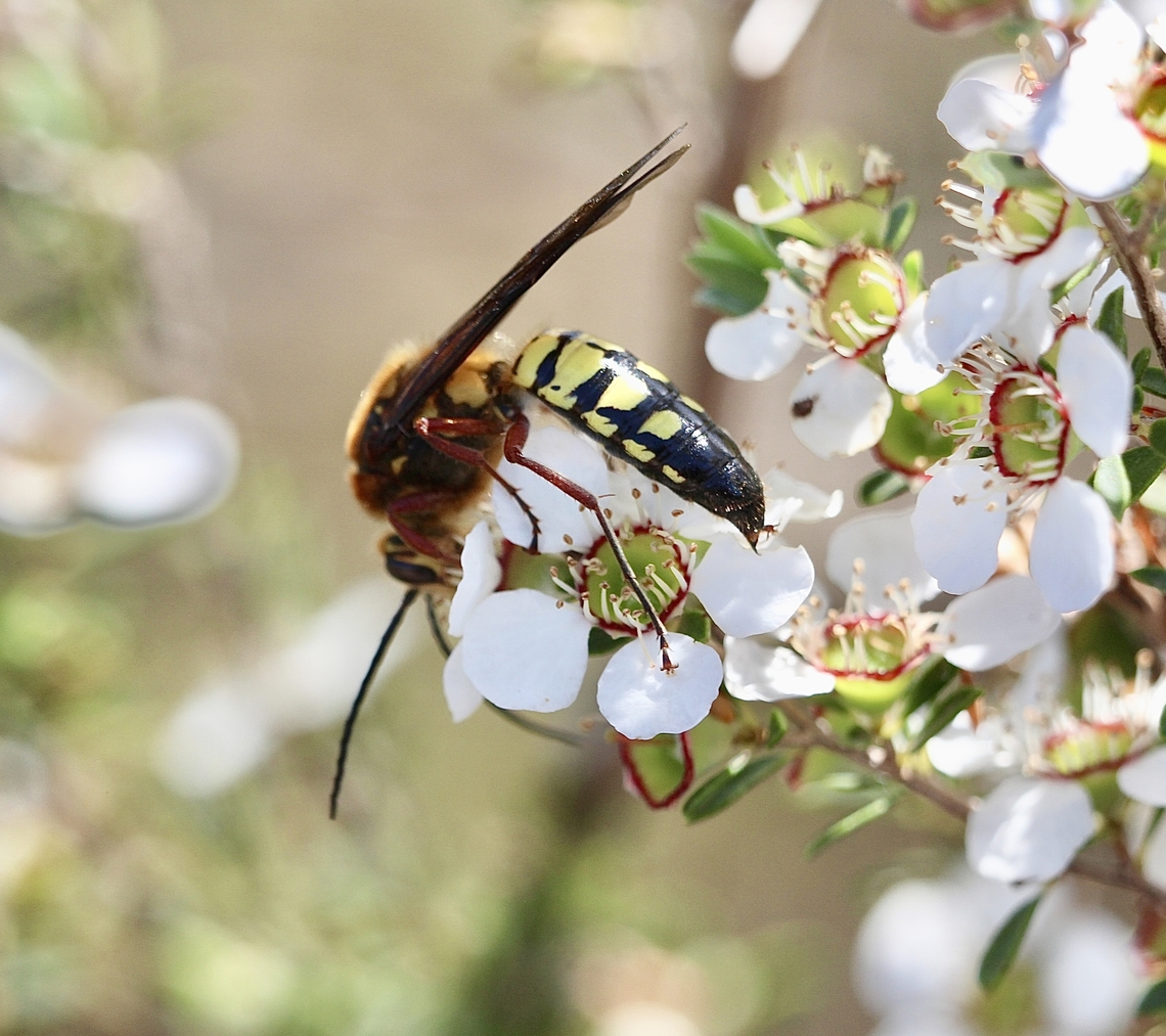 Flower wasp - Complex Catocheilus apterus The male of the species, feeding on Tea tree flowers. Australia,Catocheilus apterus,Cox Scrub,Eamw wasps,Geotagged,Spring