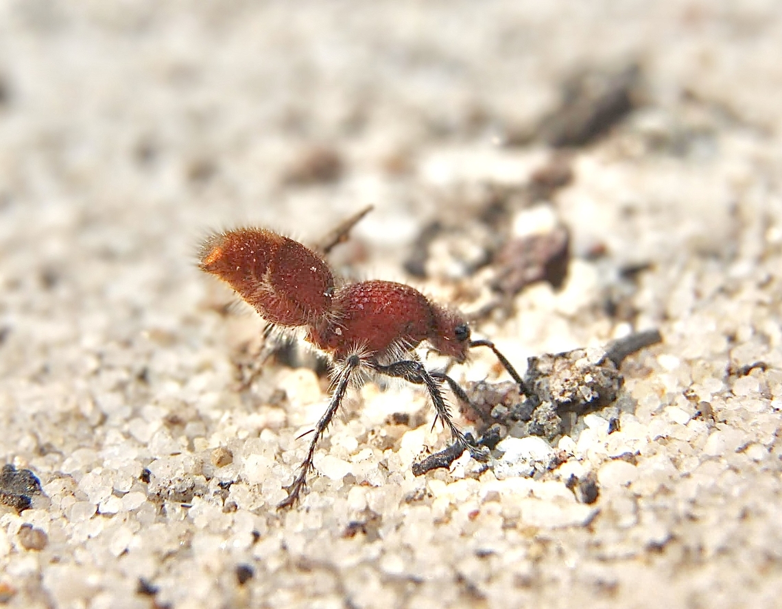 Parasitoid wasp - Ephutomorpha ferruginata Wingless female. This species is also called velvet ant Australia,Eamw wasps,East Kurrajong NSW,Ephutomorpha ferruginata,Geotagged,Spring