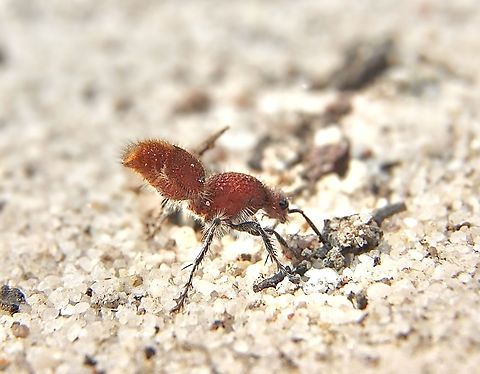 Parasitoid wasp - Ephutomorpha ferruginata Wingless female. This species is also called velvet ant Australia,Eamw wasps,East Kurrajong NSW,Ephutomorpha ferruginata,Geotagged,Spring