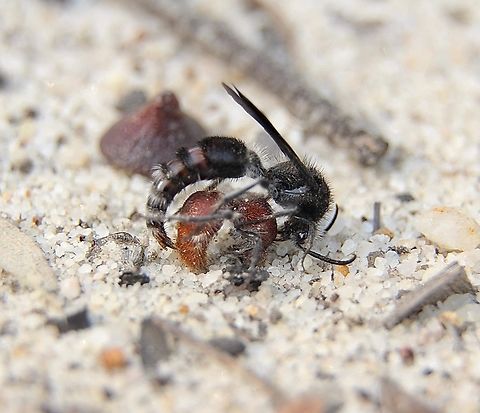 Parasitoid wasp - Ephutomorpha ferruginata Male picking up wingless female for mating and transporting her to find food. I think they feed on flowers but not sure. Australia,Eamw wasps,East Kurrajong NSW,Ephutomorpha ferruginata,Geotagged,Spring