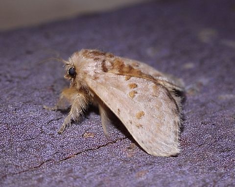 Orange Cup Moth - Pseudanapaea transvestita Attracted to UV light. Australia,Eamw moth,Encounter Bay SA,Orange Cup Moth,Pseudanapaea transvestita,Spring,UVL