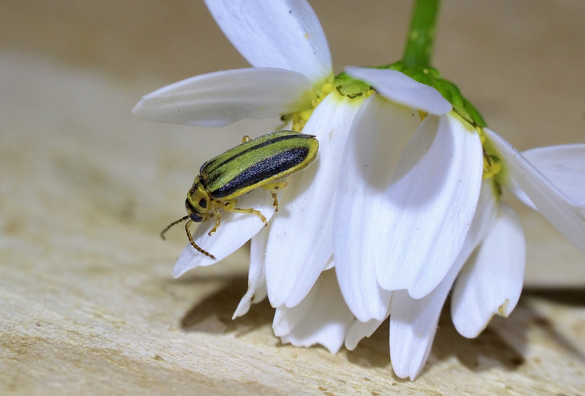 Elm Leaf Beetle - Xanthogaleruca luteola Introduced to Australia.It has become a serious pest. Australia,Eamw beetles,Elm leaf beetle,Encounter Bay SA,Geotagged,Spring,Xanthogaleruca luteola