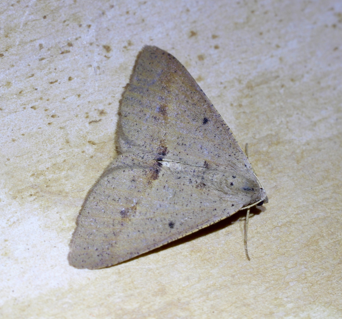 Isturgia arenacearia Attracted to UV light. Australia,Eamw moth,Encounter Bay SA,Geotagged,Isturgia arenacearia,UVL,spring