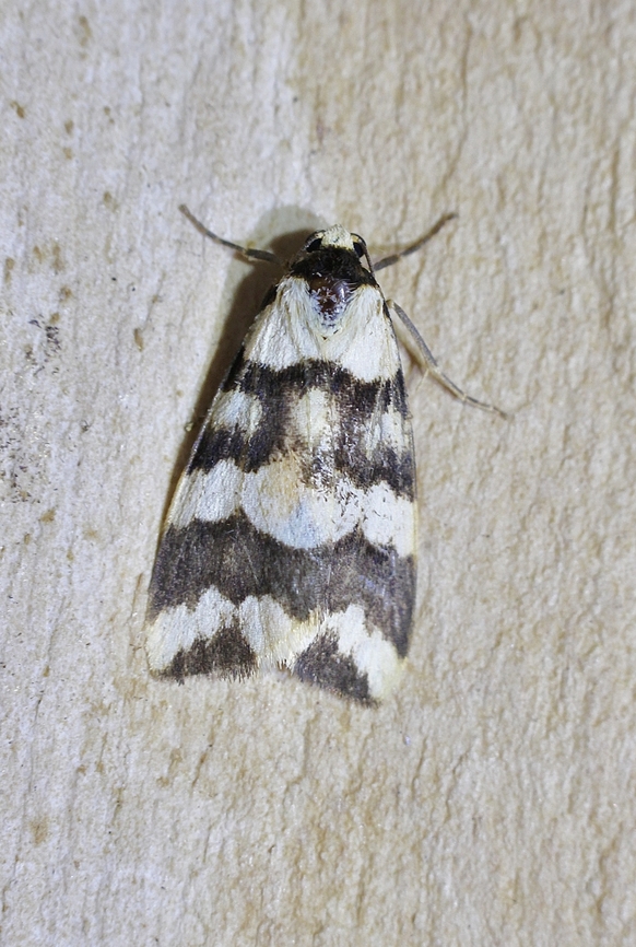Favoured Footman - Termessa gratiosa Attracted to UV light. Australia,Eamw moth,Encounter Bay SA,Geotagged,Spring,Termessa gratiosa,UVL